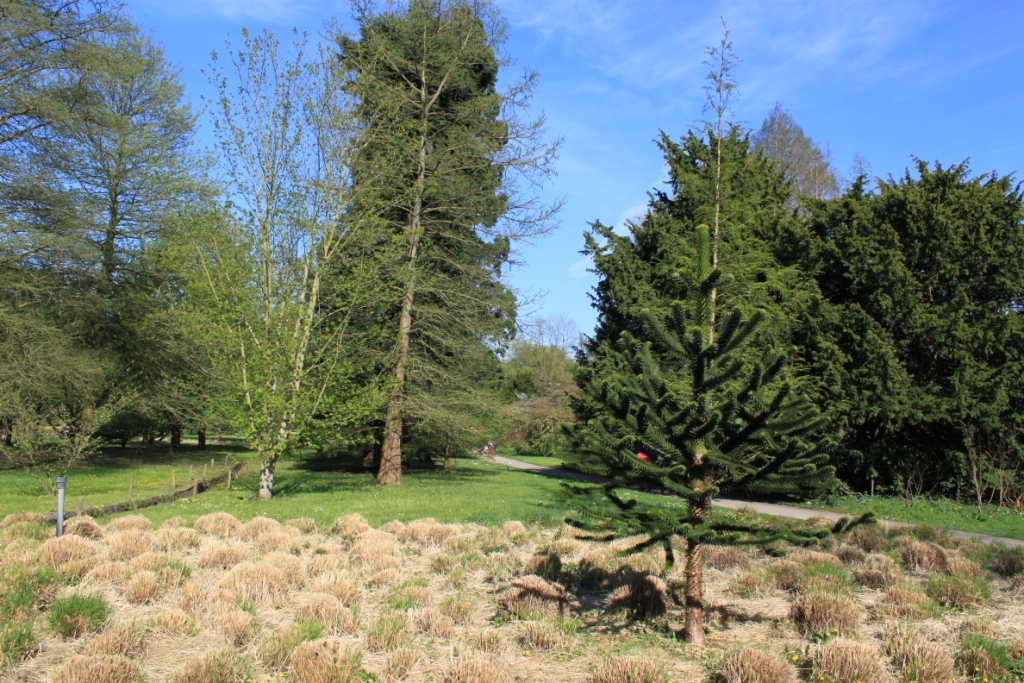 Arboretum de la Vallée aux Loups