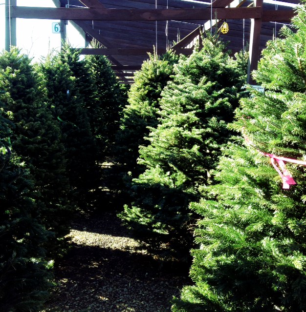 Christmas Trees - Ahhhh!