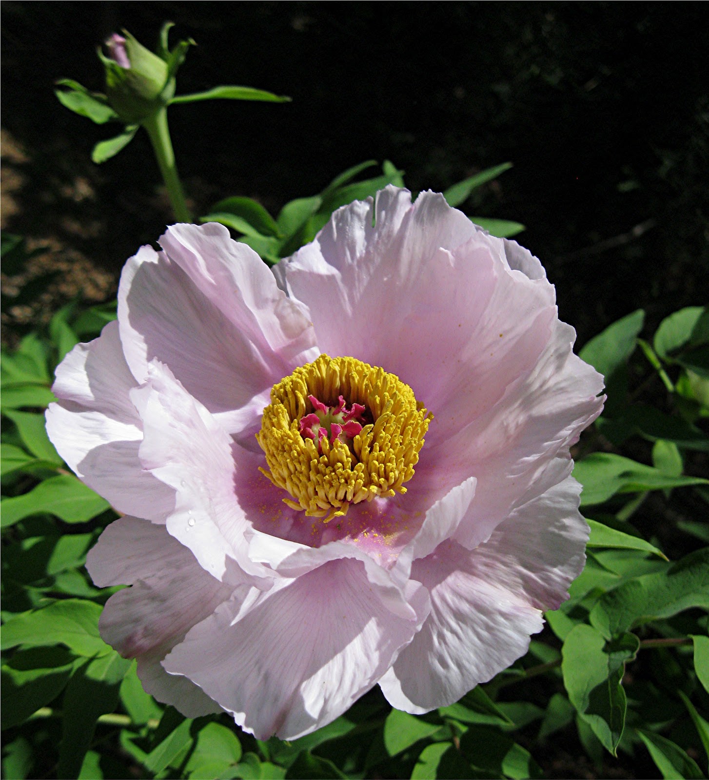 paeonia ostii