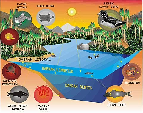 Kepentingan hubungan makanan antara hidupan