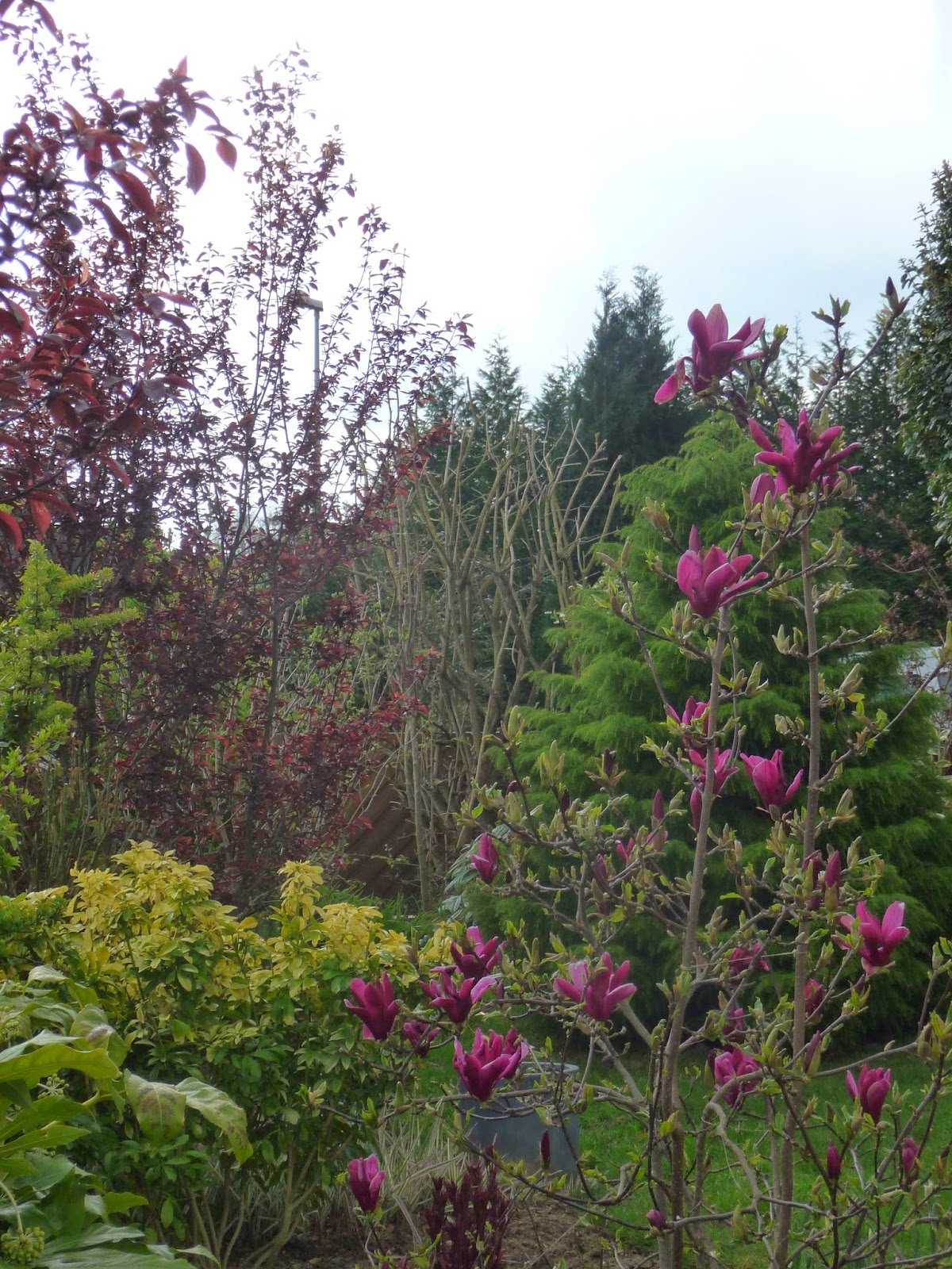 Le Douaire Ile De Vivre Tout Savoir Sur L Eleagnus Olivier De