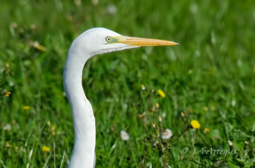 Garceta grande, Eggreta alba, Great Egret Garceta grande, Eggreta alba, Great Egret