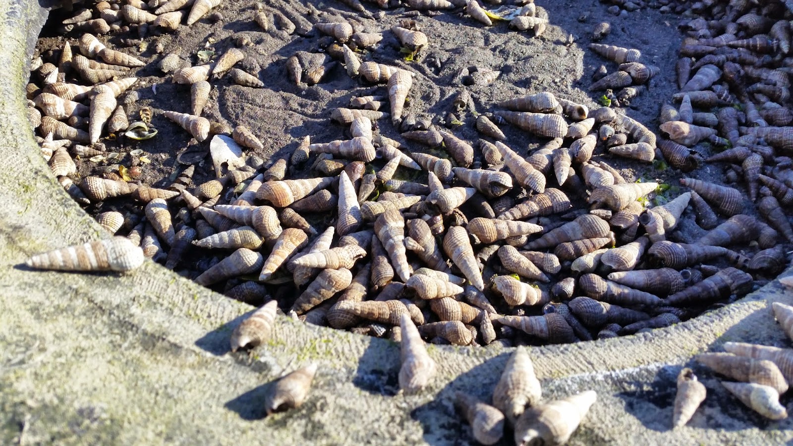 My Life with Photographs Periwinkle Snails