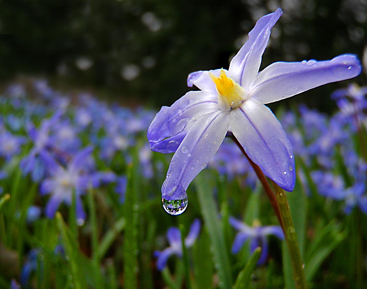 Life's a snapshot Spring lawn flower