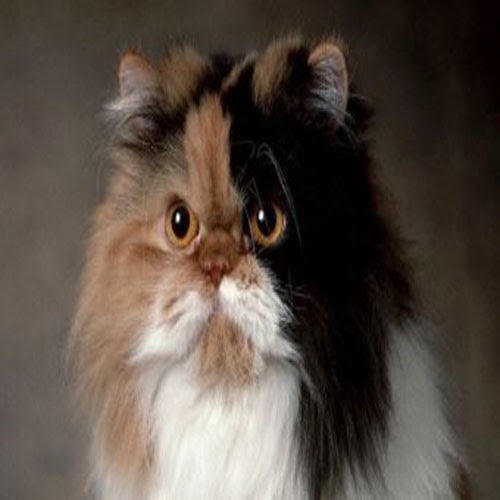 EVCİLGİLLER Evcil Kedi