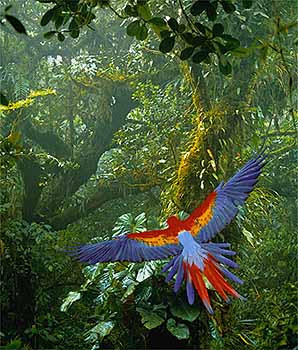 Scarlet Macaw Predators