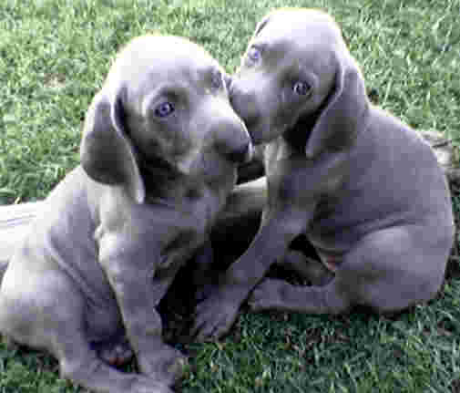 pictures of weimaraner puppies puppy gallery pictures pictures of weimaraner puppies puppy gallery pictures