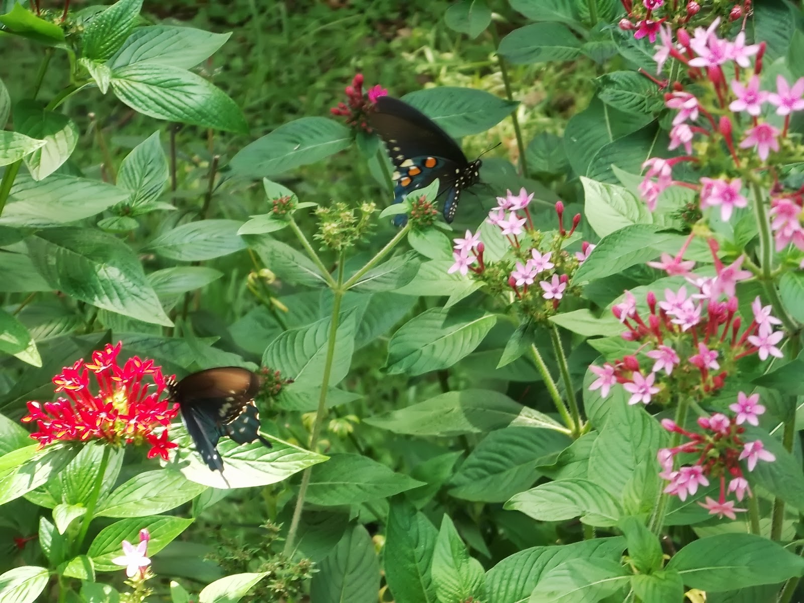 Best Butterfly Plants for Summer SECRETS of a SEED SCATTERER