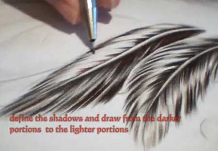 Drawing a feather