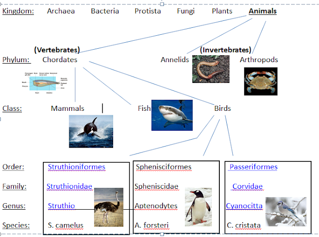DSST GVR Science: 5.13 Do Now Animal Classification Chart