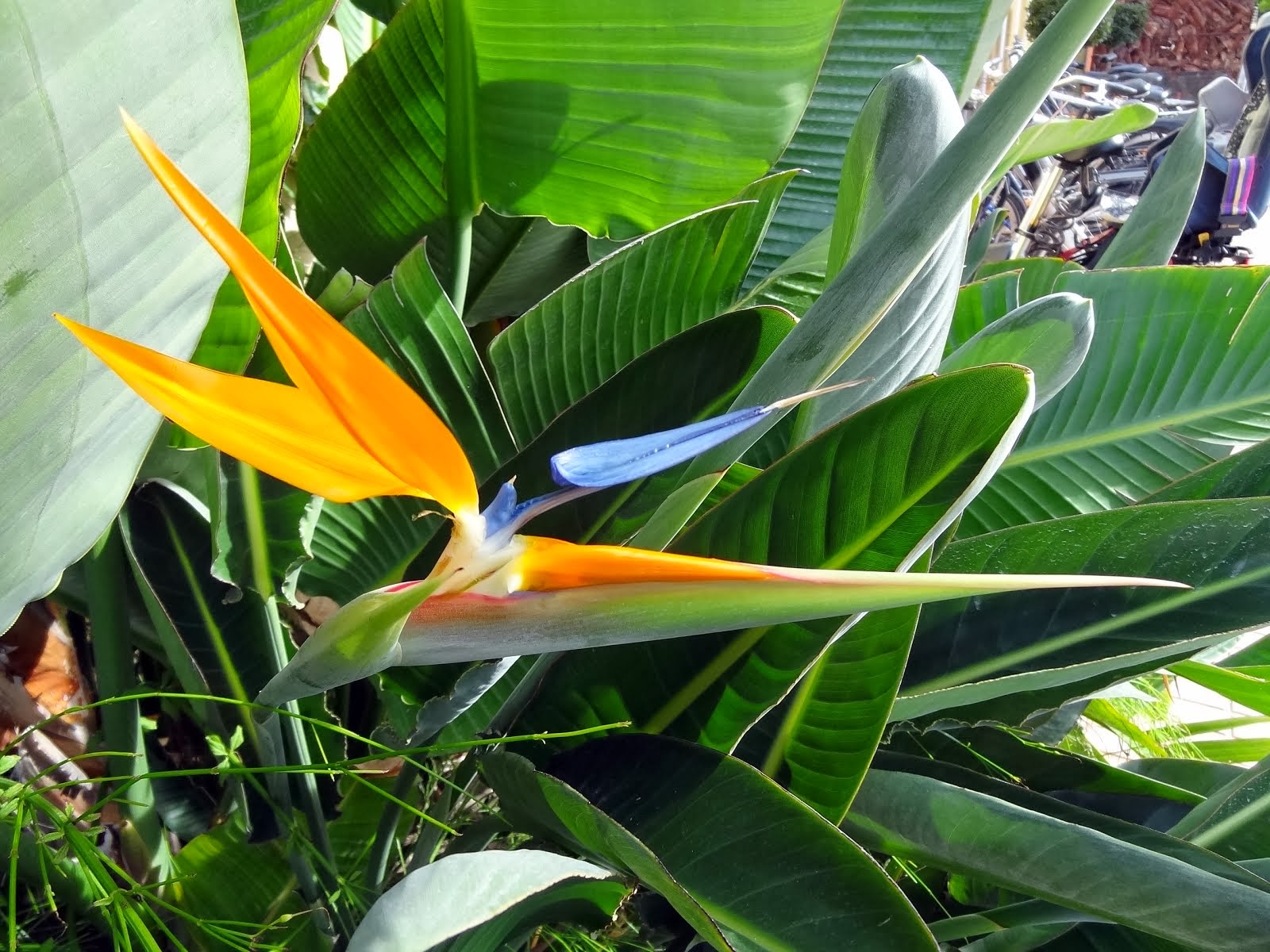 Bird of Paradise