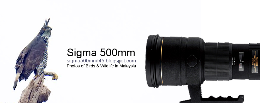 Wildlife Photography with Sigma 500mm f4.5 by www.nature2pixel.my