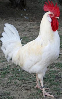 Gallo doméstico blanco de casa con cresta roja