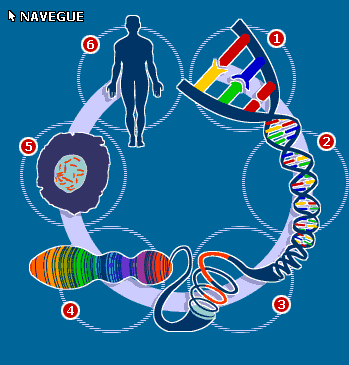 Biologia genes