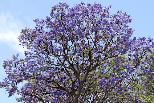 Jacaranda