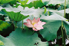 Lotus rose