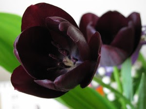 Tulipán, una flor con historia . tulipán negro