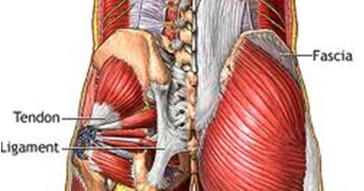 Muscles in the body are the bone movers. | Tracy's Healthy 365 - Feel Alive