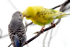 Parakeets