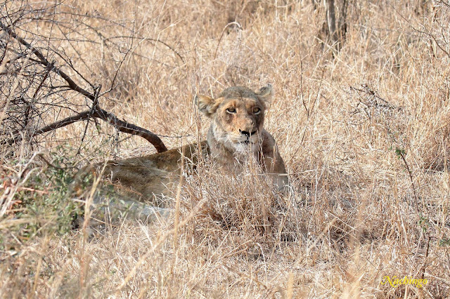 21-08-15. Lower Sabie y sus actividades. - Segundo viaje a Sudáfrica, Mozambique y Swazilandia (13)