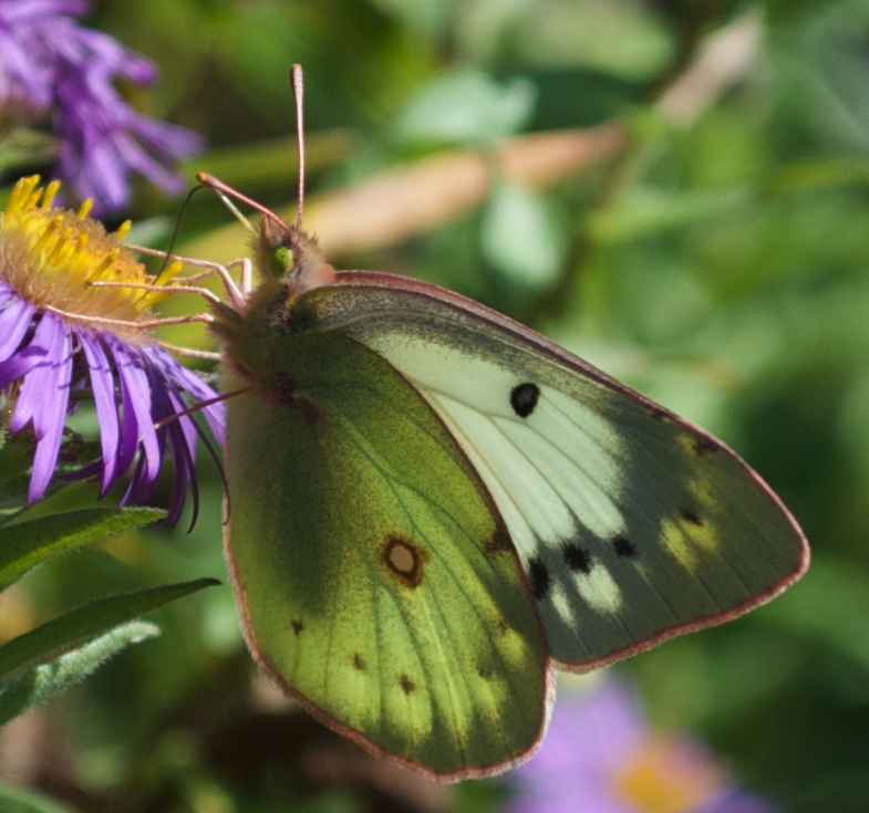 Cabbage White Butterfly Stock Photos Cabbage White Butterfly