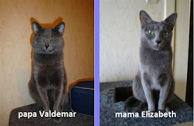 Stara Winiarnia Valdemar Kot Rosyjski Niebieski I Xawery Kot Tajski