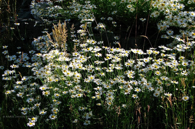 daisy ruin, Oughterard © Annie Japaud Photography  