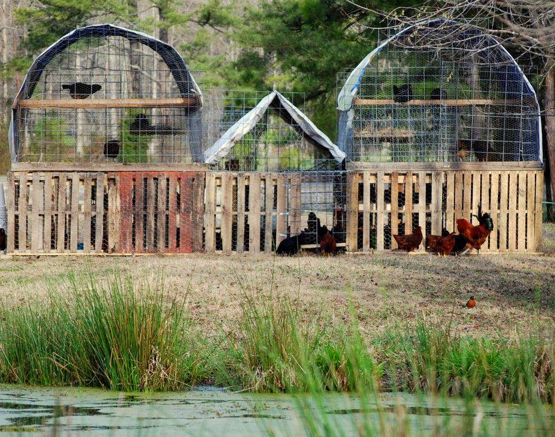 ... in Durham, NC: Starting a Backyard Chicken Coop and Crochet a Scarf