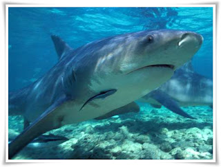 Bull Shark Fish Animal Pictures