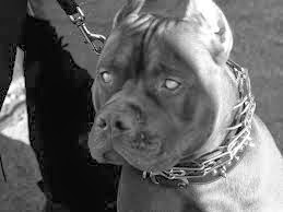 latest hd wallpaper: pit Bull Dog hd wallpapers