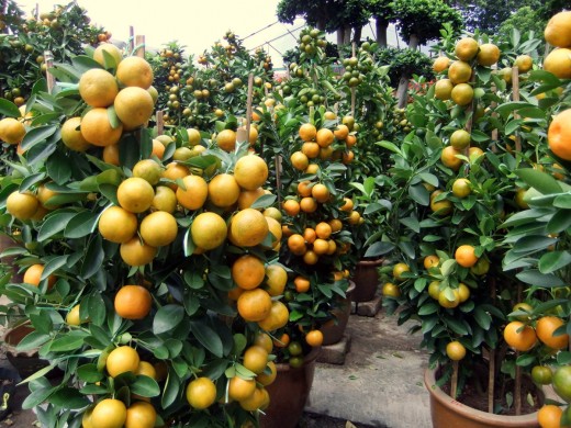 Fujimini adventure series: tangerines and oranges: the symbols of the Fujimini Adventure Series: Tangerines and Oranges: The Symbols of the