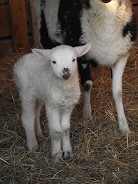 New ram lamb