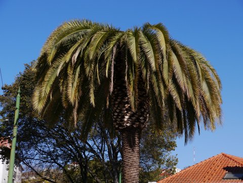 CIDADANIA LX As Palmeiras de Lisboa continuam a morrer com a "praga do