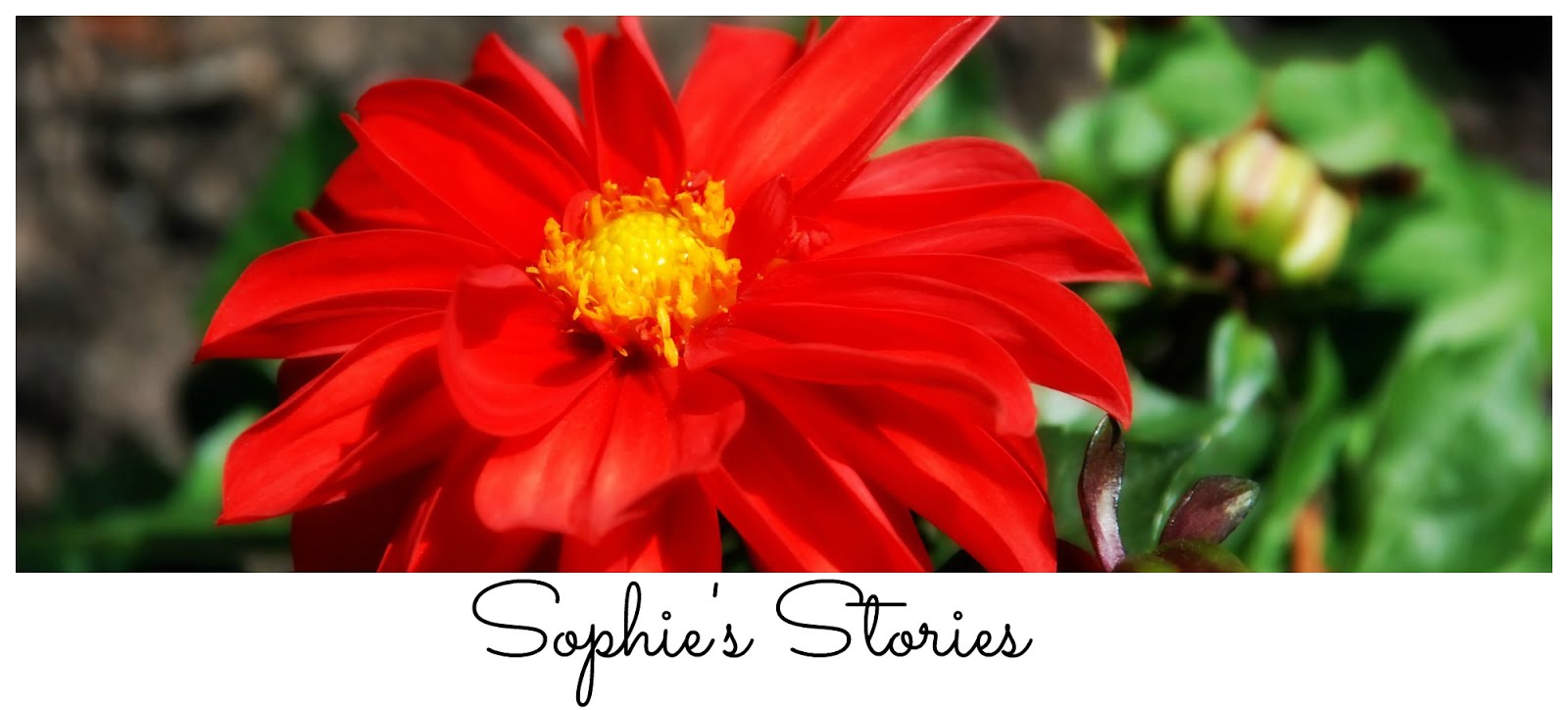 Sophie's Stories