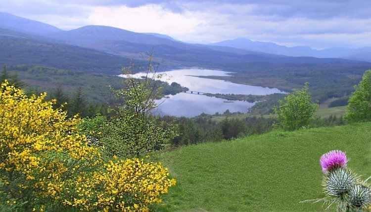 wild mountain thyme wild mountain thyme