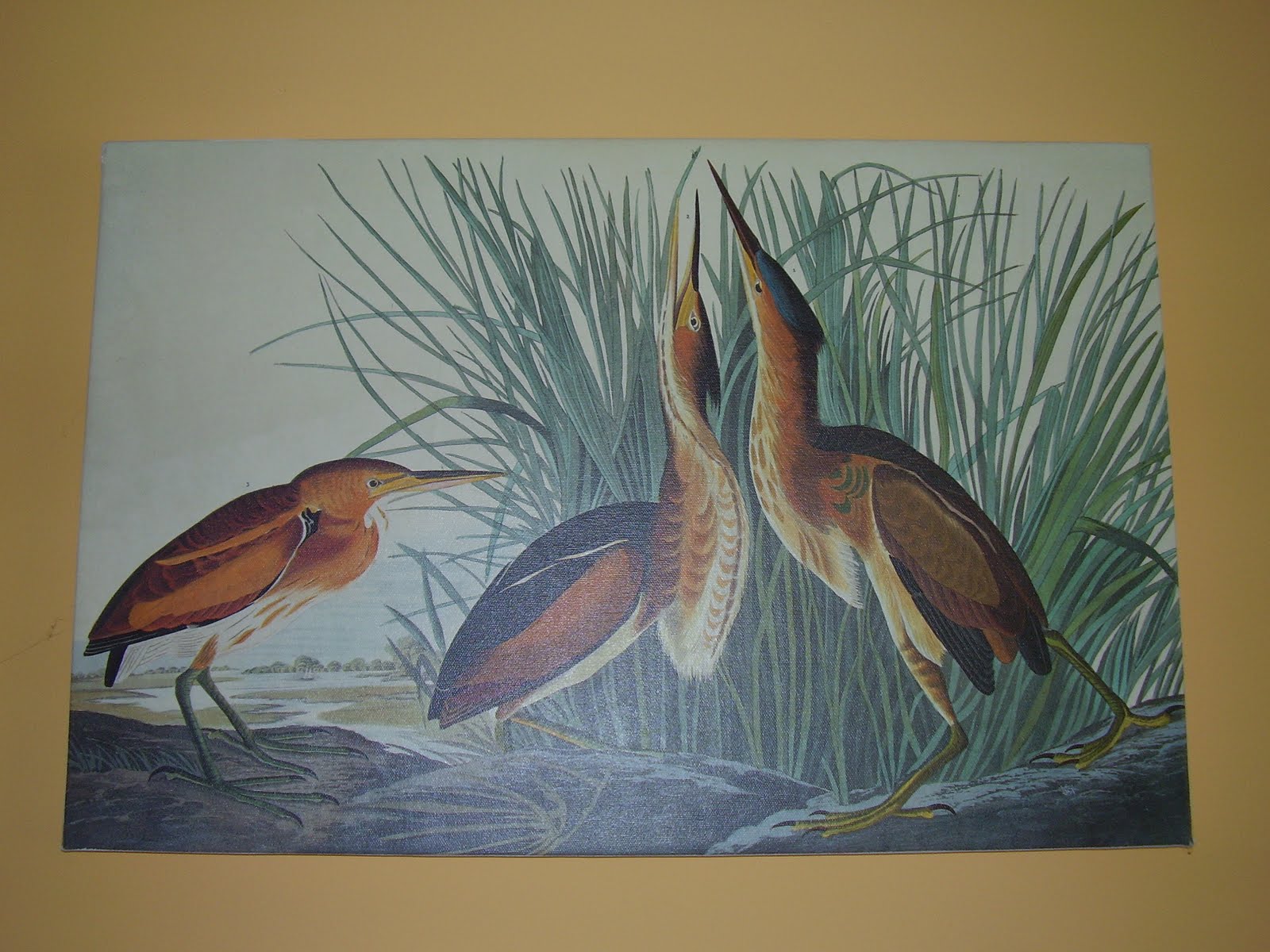 Bittern Instrument