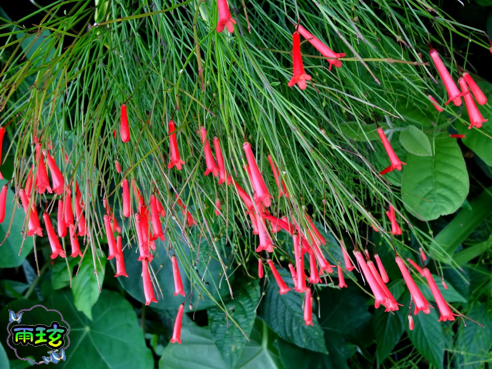 炮竹紅 雨玹 痞客邦