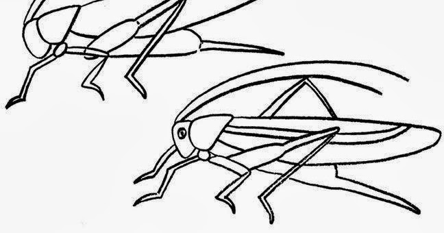 تعليم الرسم ارسم حشرة جراد بطريقة سهلة خطوة خطوة بالصور تعلم الرسم