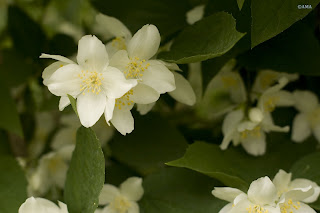 Flori de iasomie (Jasminum)