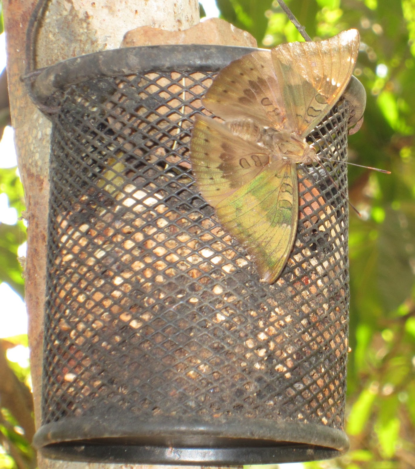 My World Ovalekar Wadi Butterfly Garden