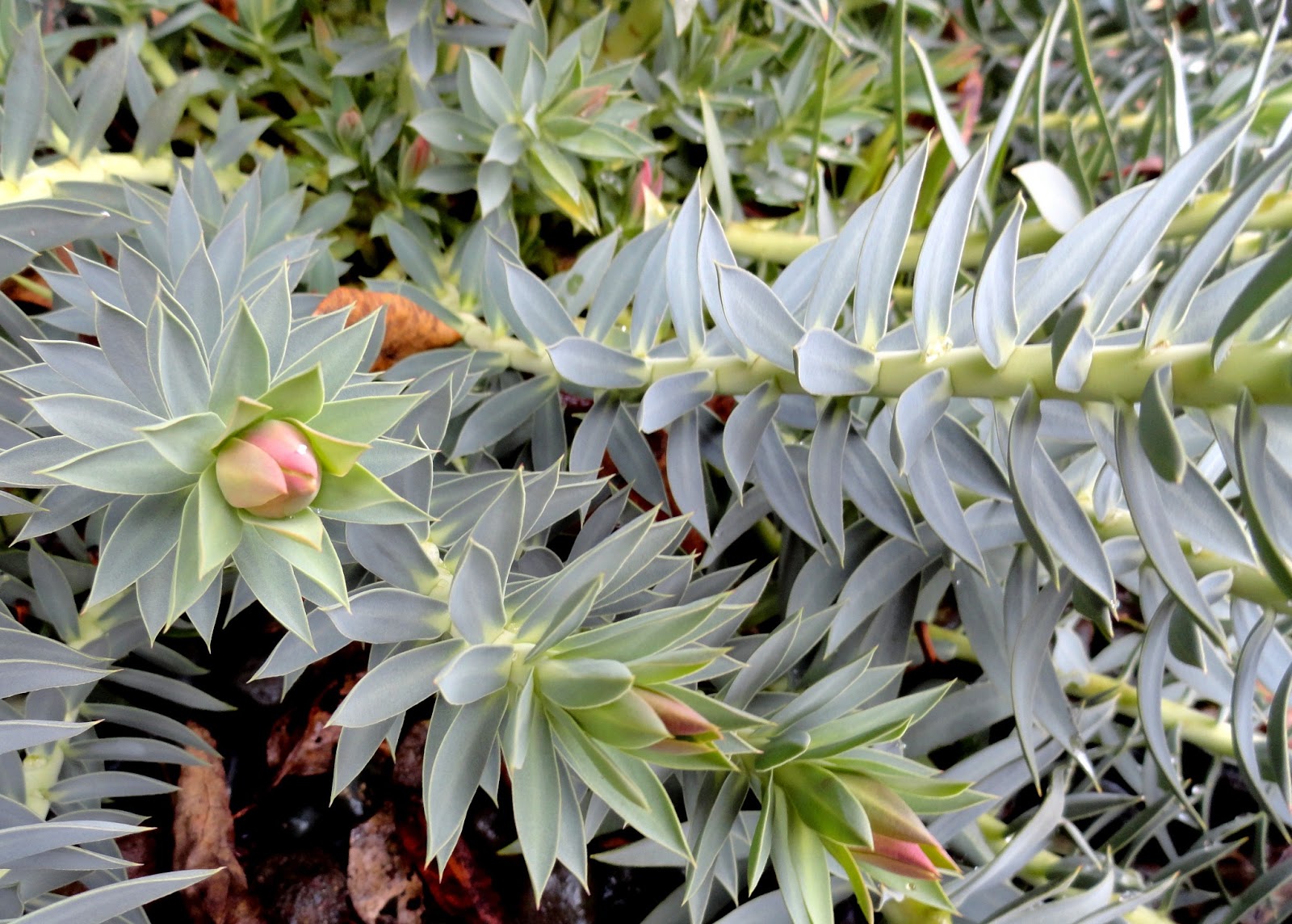 danger garden Euphorbia rigida; my favorite plant in the garden this week…