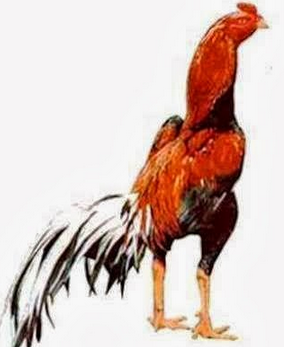 Persiapan sebelum ayam siam di abar / di adu Persiapan sebelum ayam siam di abar / di adu