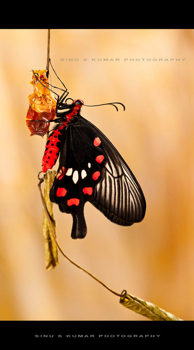 My Butterfly Garden Common Rose Pachliopta aristolochiae Fabricius