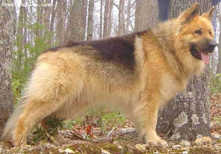 german shepherd pet dog german shepherd dog hound canine pooch canis bow-wow despicable fellow qen txakurra it gos pas pes hond koer aso koira chien can kutya hundur madra cane suns kelb pies perro mbwa kopek ci anjing