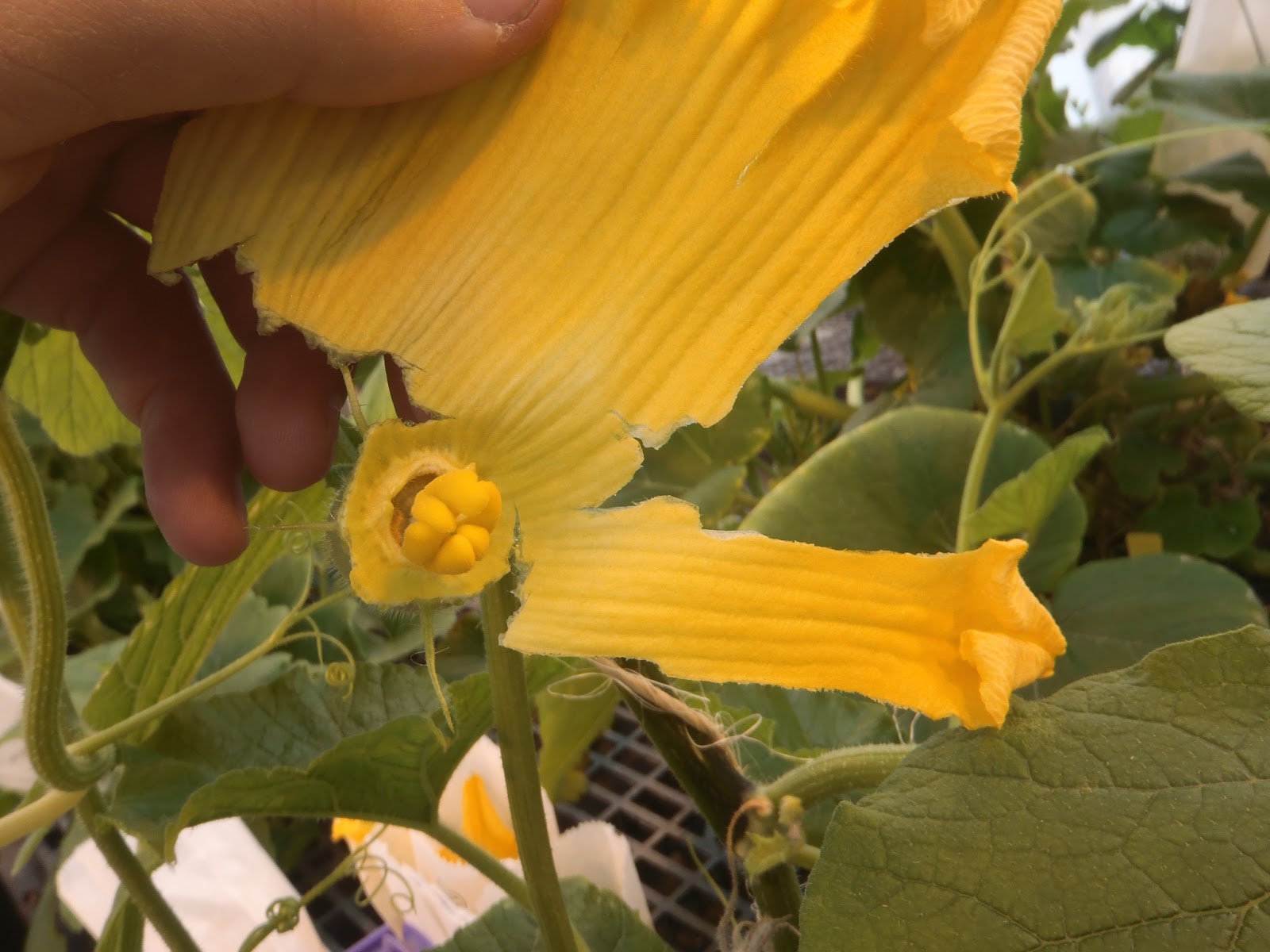 Have You Ever Picked A Carrot? Fun with Flowers The art of squash