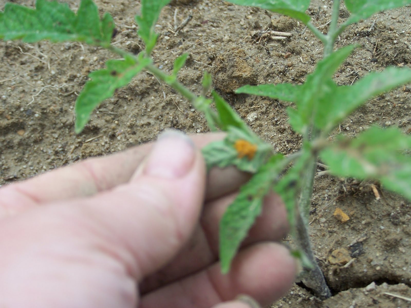 Three Fold Cord Potato Bugs on My Tomato Plants