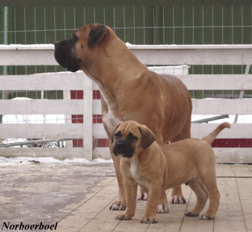 Cães & Cães Boerboel 05