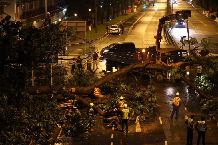 A fallen tree outside Neptune Court at Marine Parade is blocking three lanes of traffic.