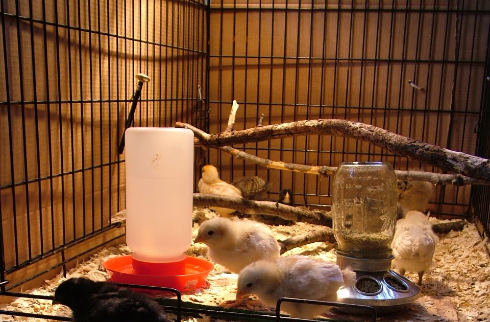 Friend or Food? Encouraging your dogs not to eat your chickens.