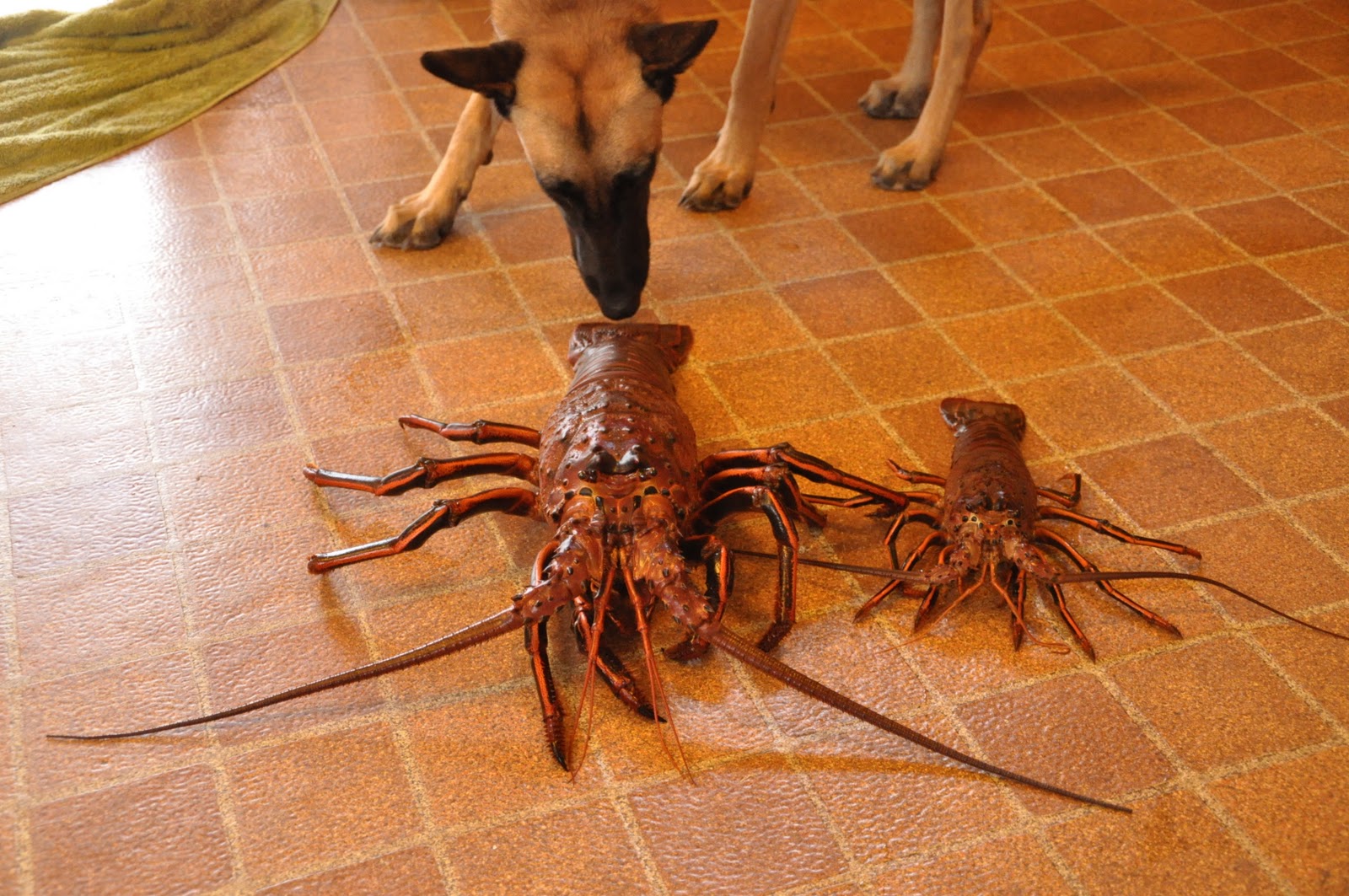 a brilliant melody: 5 Pound Lobster